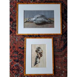 Count Of Passage, Suite Of Two Watercolors Of Birds, 19th Century. 