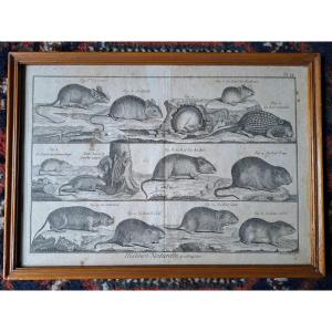 Bénard, The Quadrupeds, The Rats And Mice, Engraving, 18th Century. 