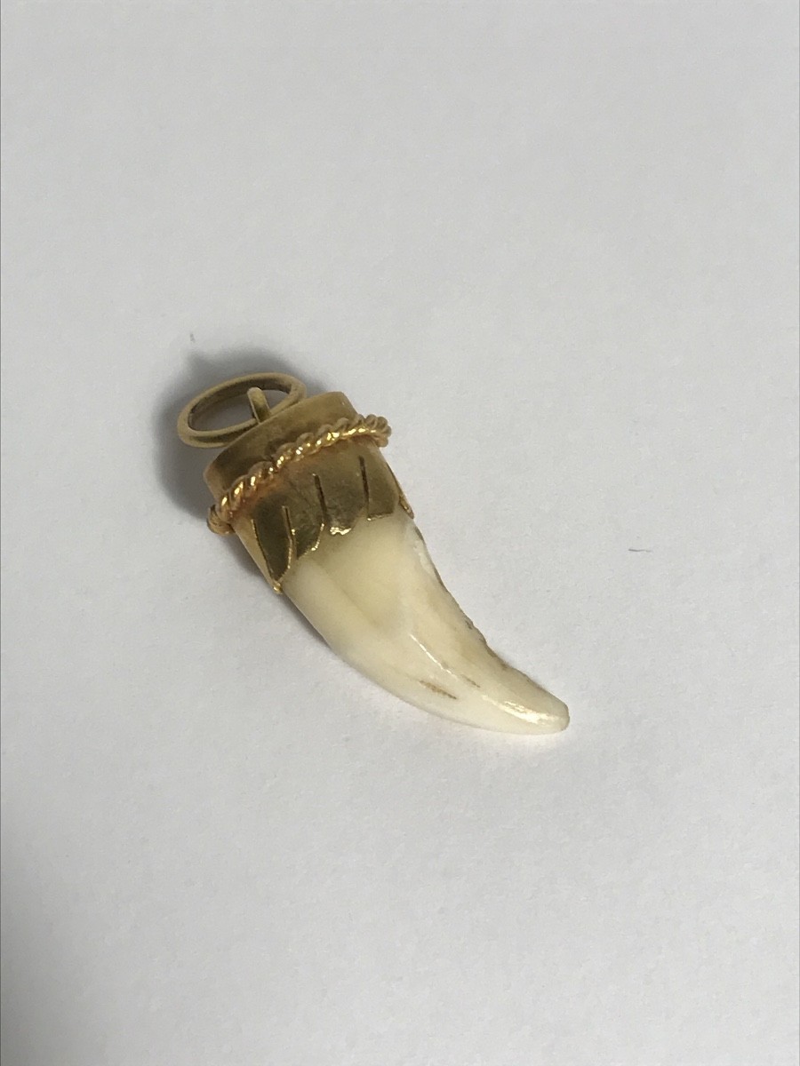 Tooth With 18k Gold Setting