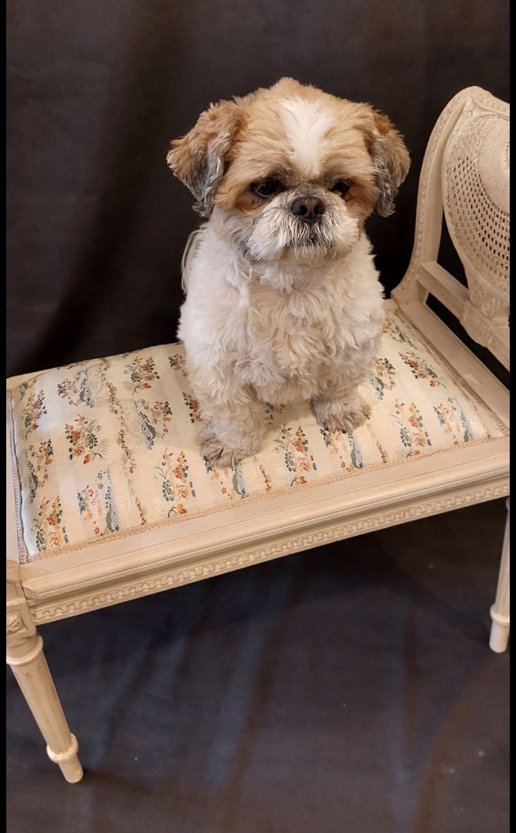 Banquette de piano de style Louis XVI. Epoque 1900.-photo-3