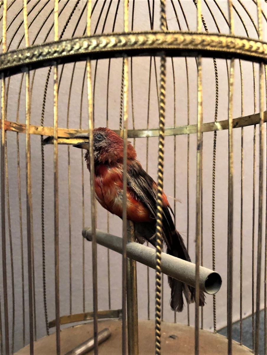 Large Bird Cage Singer-photo-3