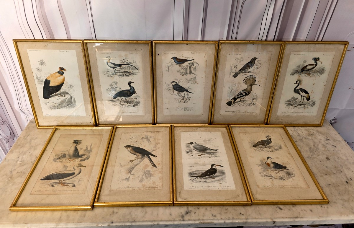 Ornithological Engravings-photo-2