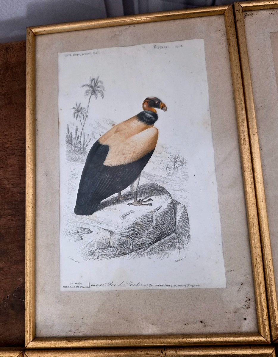 Ornithological Engravings-photo-3