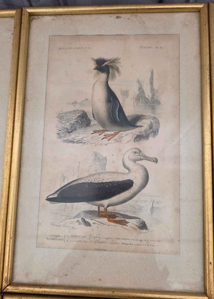 Ornithological Engravings-photo-4