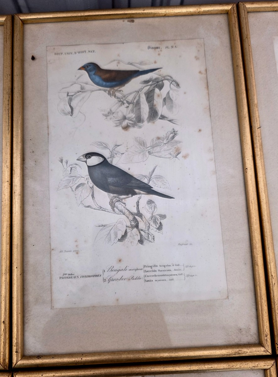 Ornithological Engravings-photo-1
