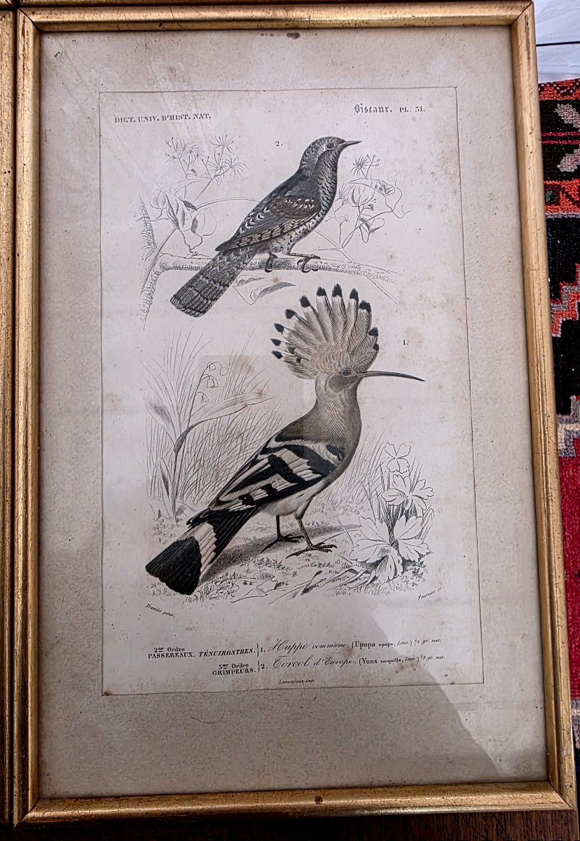 Ornithological Engravings-photo-2