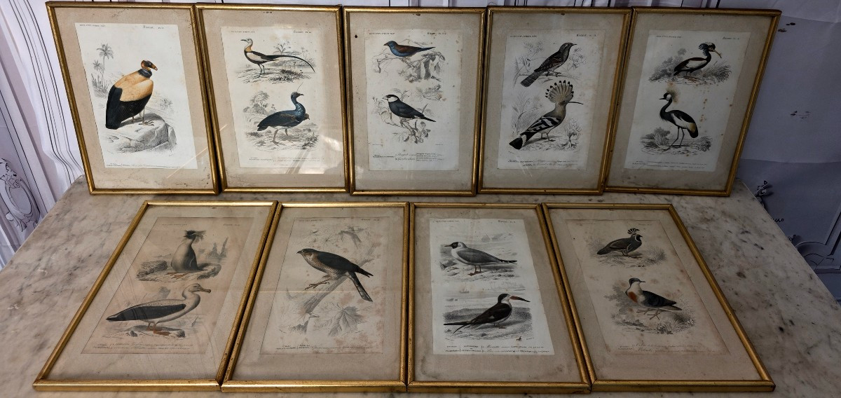 Ornithological Engravings-photo-3
