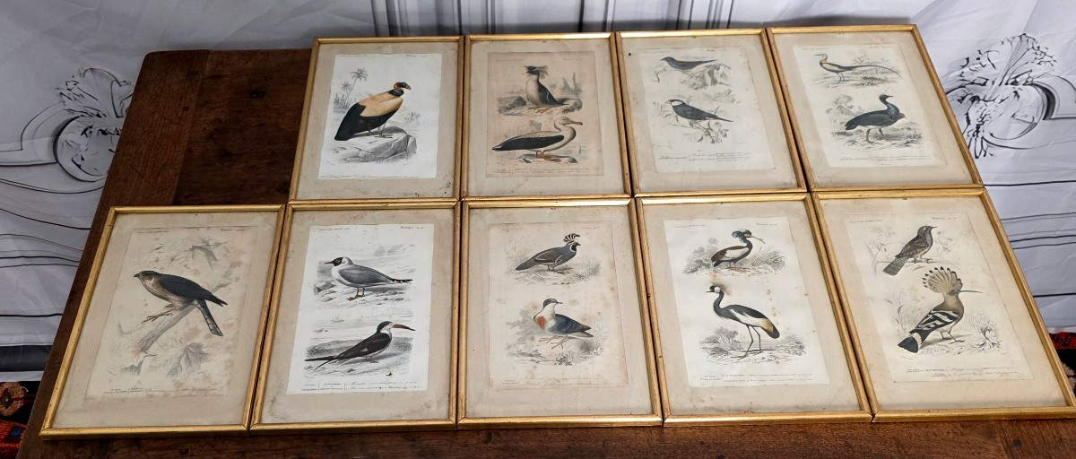 Ornithological Engravings-photo-4