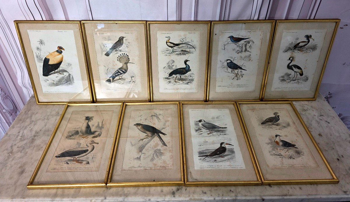 Ornithological Engravings