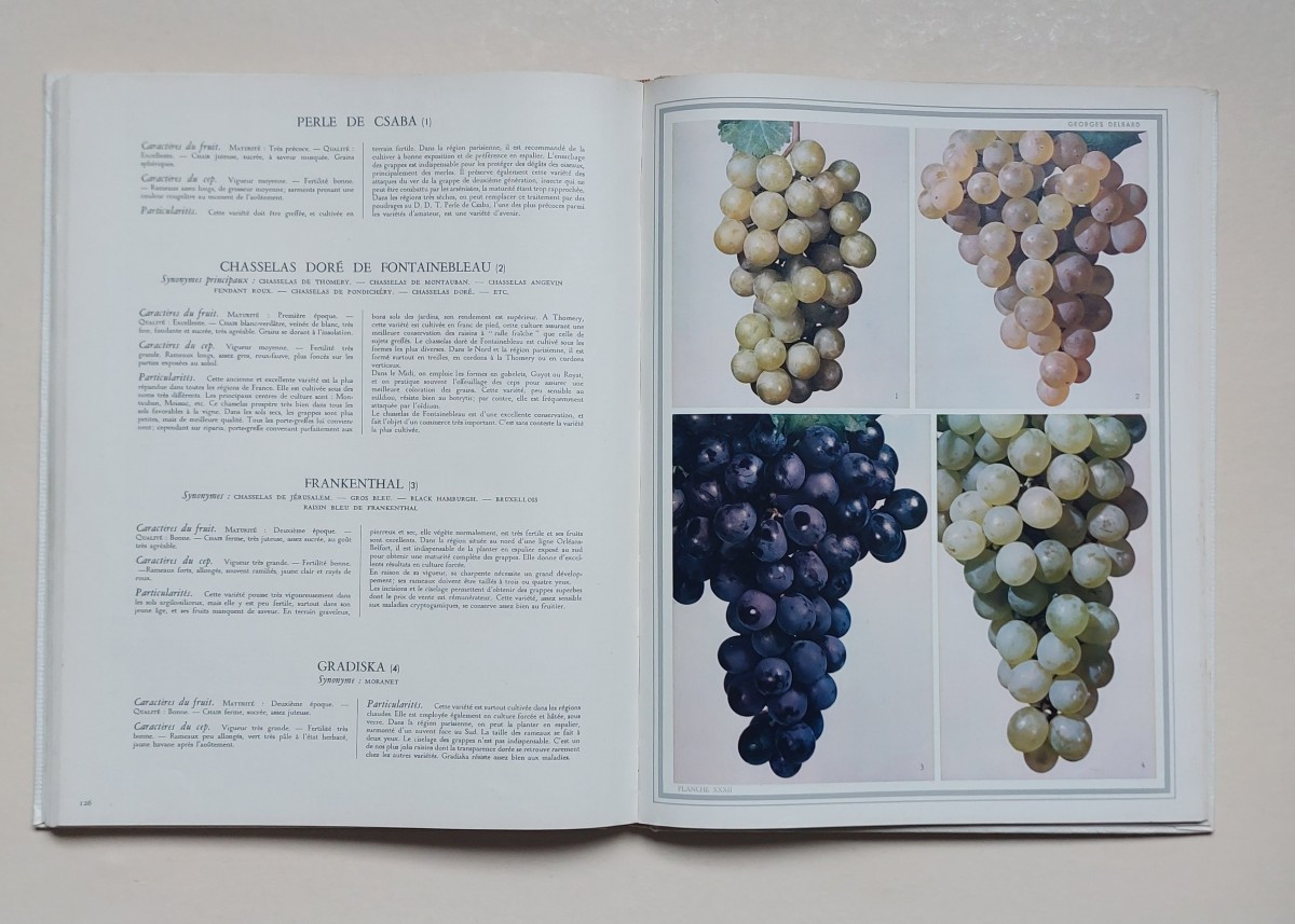 Traité de la greffe par l'abbé D. DUPUY 1859-photo-5