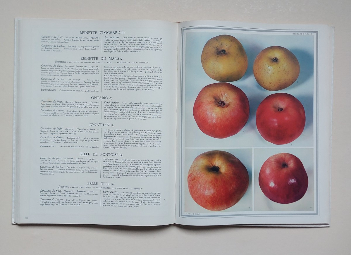 Traité de la greffe par l'abbé D. DUPUY 1859-photo-7