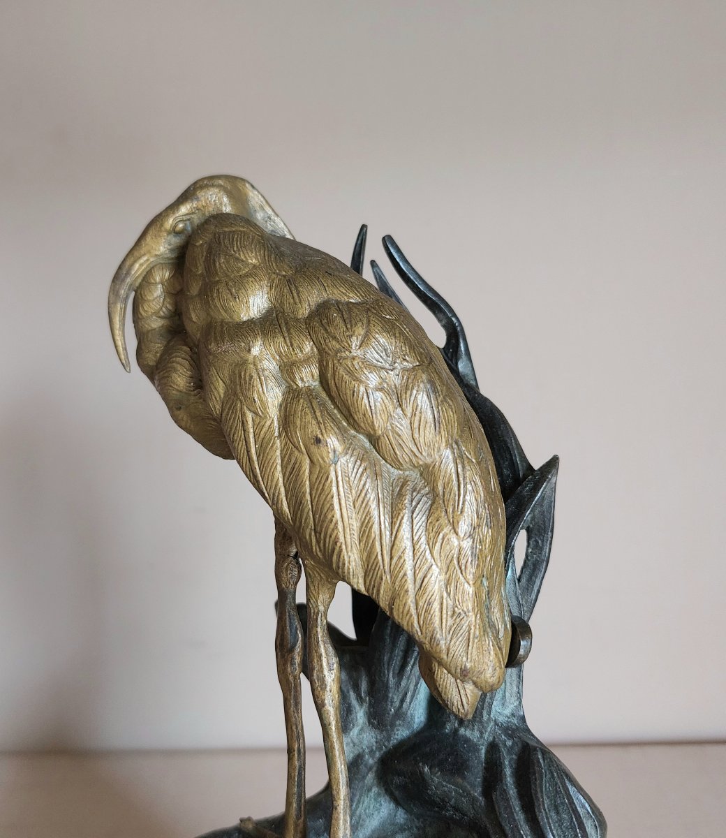 Bronze Ibis-photo-3