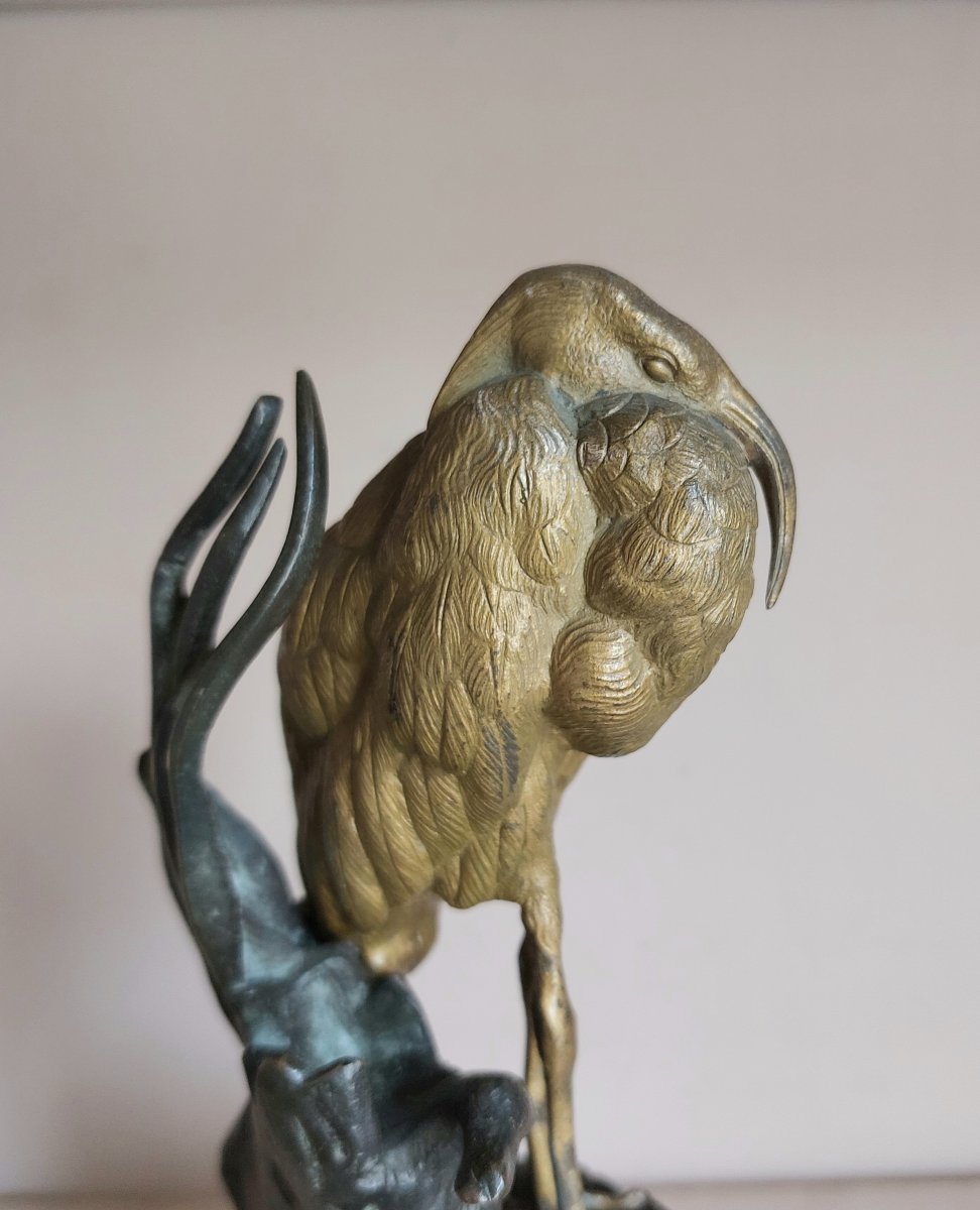 Bronze Ibis-photo-4