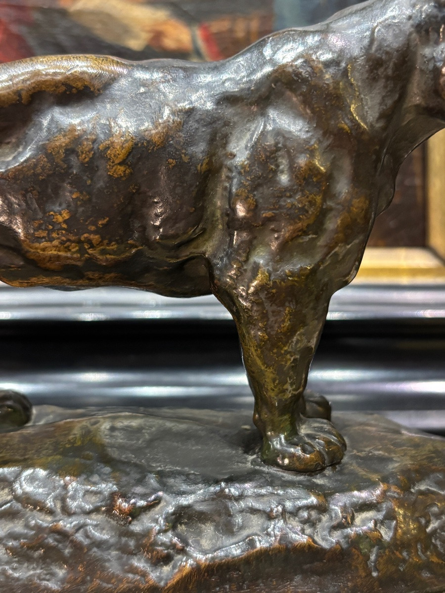 La lionne du Sénégal Antoine barye bronze patine médaille signé sur la terrasse -photo-2