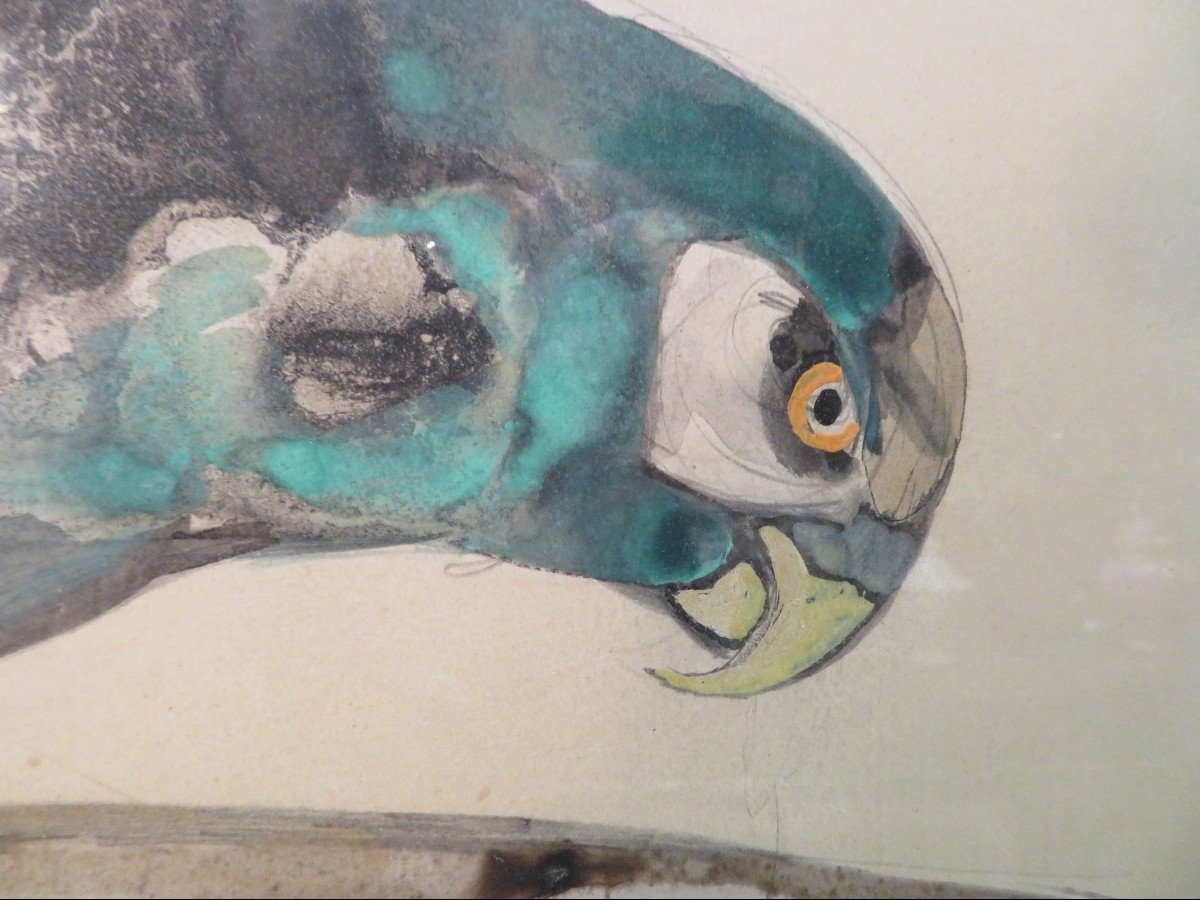 Rare Large Animal Watercolor By Raymond Bigot Perruche Or Parrot Framed-photo-3