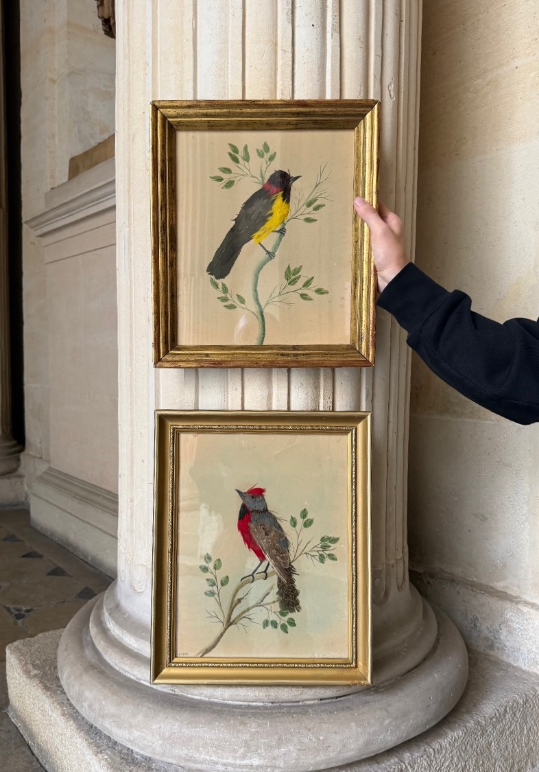 Pair Of Feathered Bird Paintings, Circa 1900-photo-2