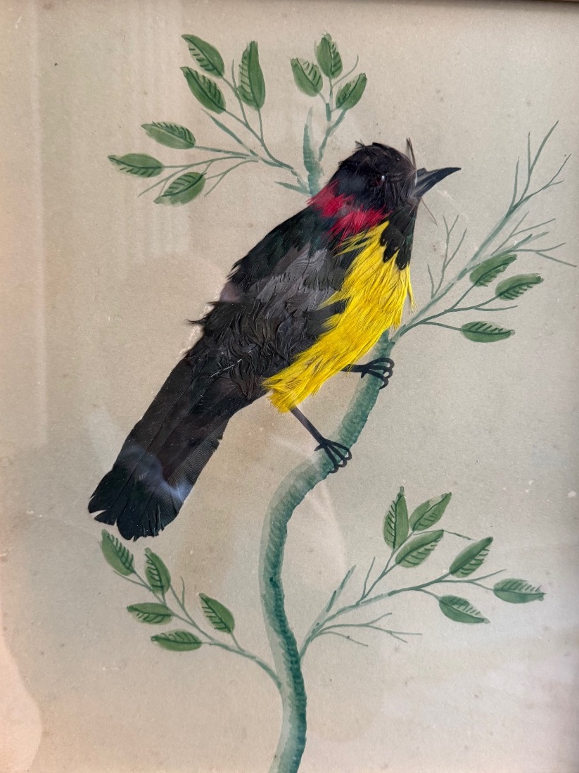 Pair Of Feathered Bird Paintings, Circa 1900-photo-1
