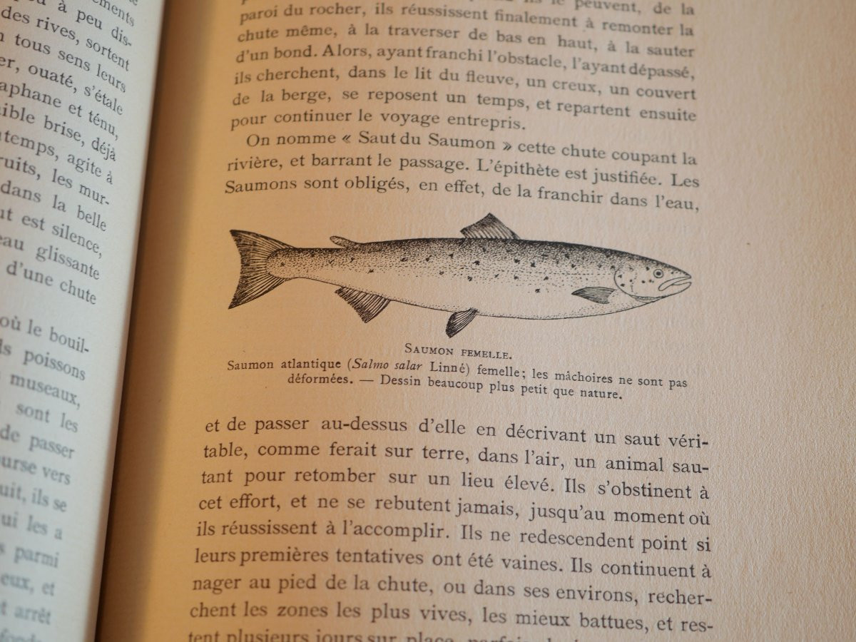 Série complète livres Docteur Roule LES POISSONS ET LE MONDE VIVANT DES EAUX - SBX24POI001-photo-4