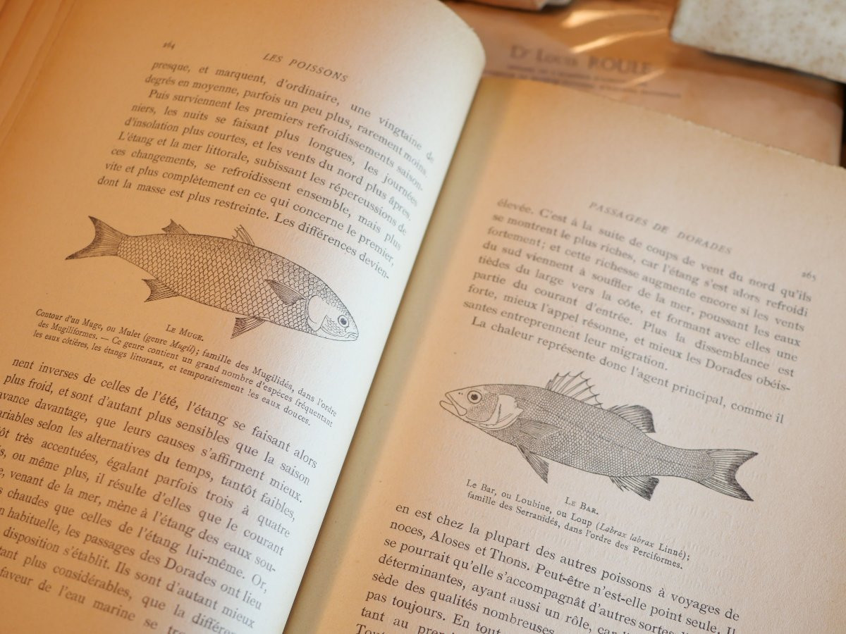 Série complète livres Docteur Roule LES POISSONS ET LE MONDE VIVANT DES EAUX - SBX24POI001-photo-1