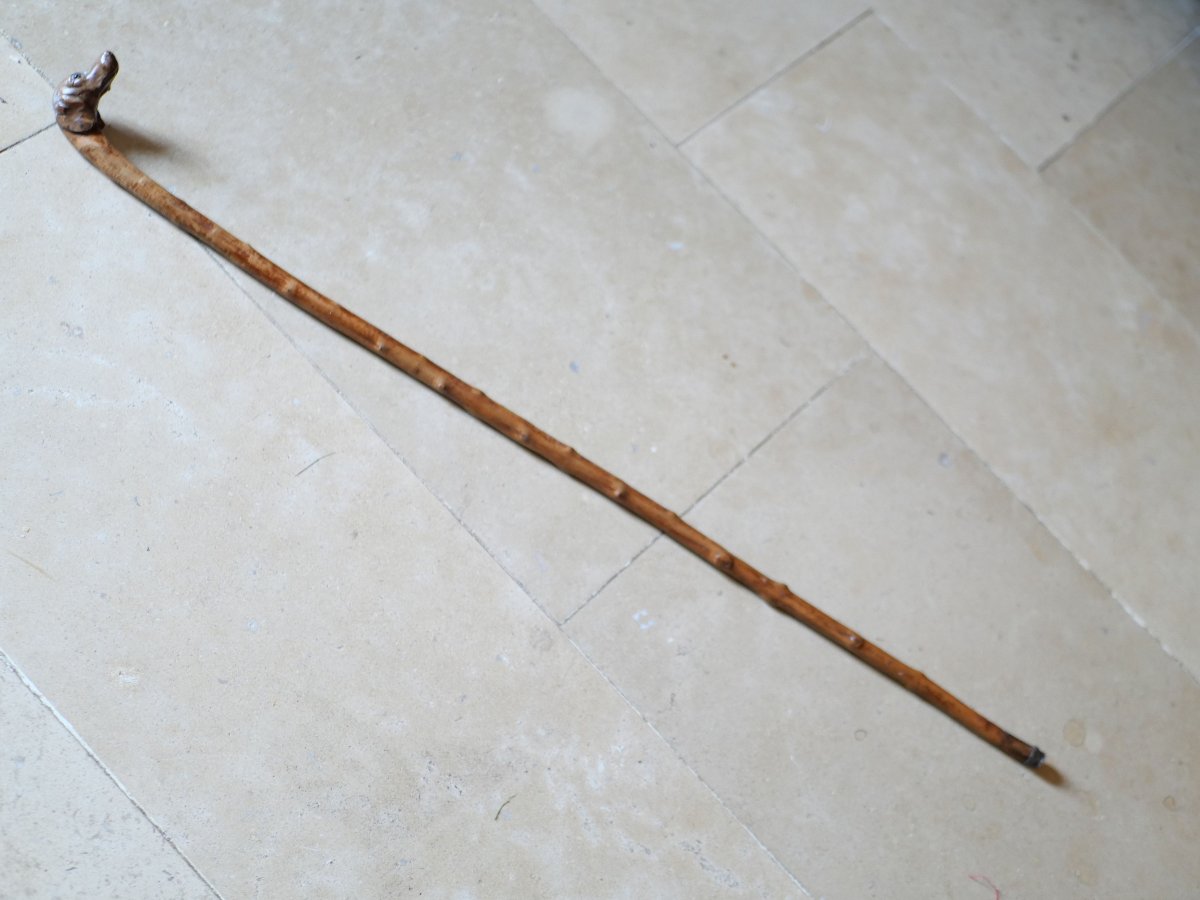 Cane Dog Head With Glass Or Sulfur Eyes XIX Period Oub25can007-photo-7