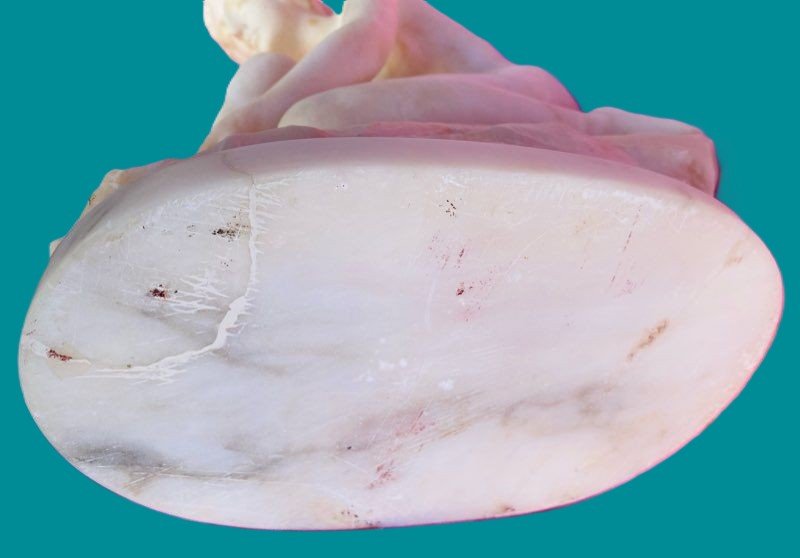 Sculpture Art Nouveau signée PUGI-photo-4