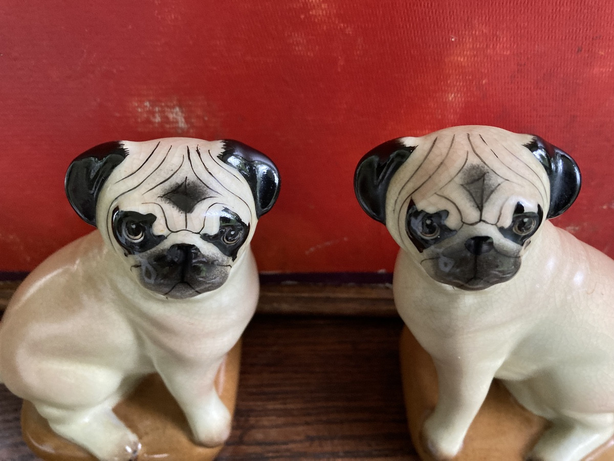 Couple de carlins-photo-2
