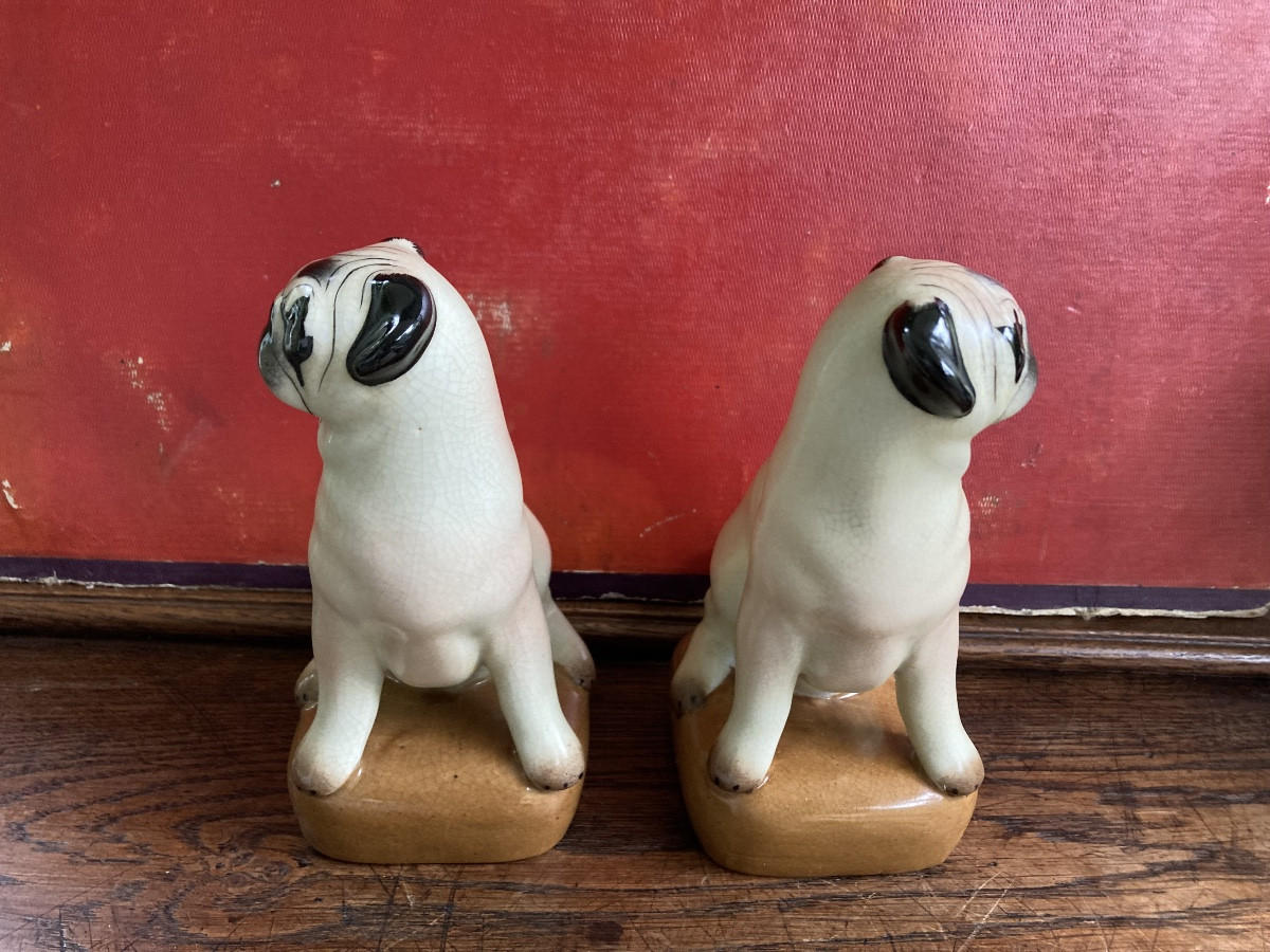 Couple de carlins-photo-3