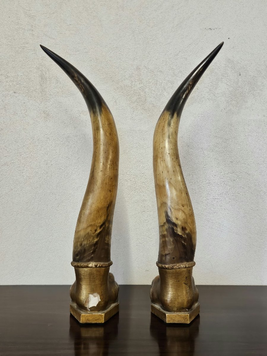 Paire de cornes de bœuf avec socles en bois sculpté et doré – Première moitié du XIXe siècle-photo-3