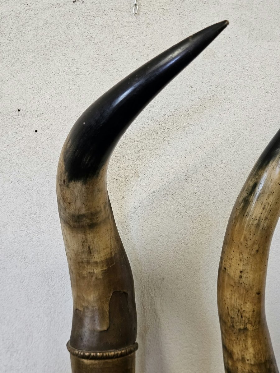 Paire de cornes de bœuf avec socles en bois sculpté et doré – Première moitié du XIXe siècle-photo-6