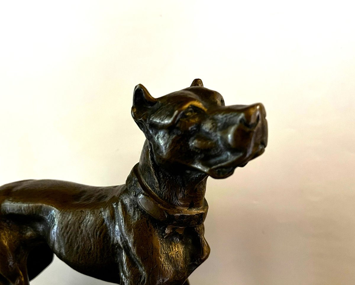 Dogue allemand, bronze, fin XIX ou début XXème siècle-photo-1