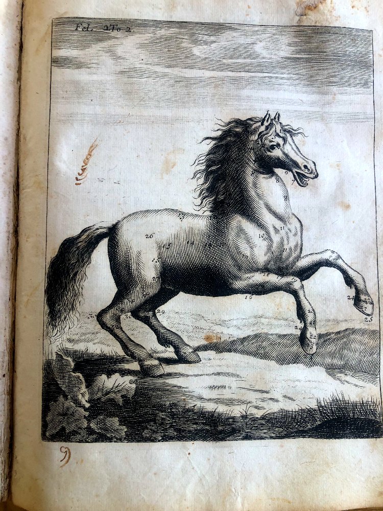 « Le Parfait Mareschal » écrit par Jacques de Solleysel 1685-photo-2