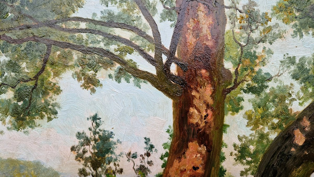 François Marius Valère-bernard 1860-1936 Trees In Provence Oil On Canvas-photo-1