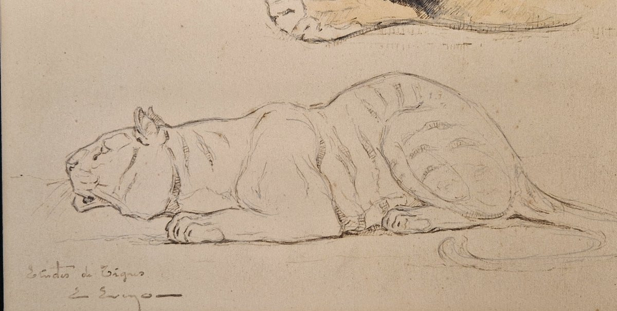 Edouard Eveno 1884-1980 Tiger Studies Pencil, Pen And Watercolour-photo-2
