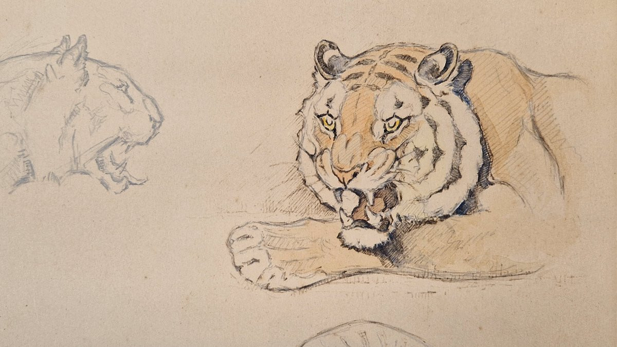 Edouard Eveno 1884-1980 Tiger Studies Pencil, Pen And Watercolour-photo-3