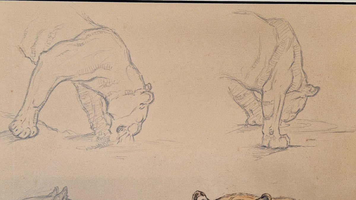Edouard Eveno 1884-1980 Tiger Studies Pencil, Pen And Watercolour-photo-4