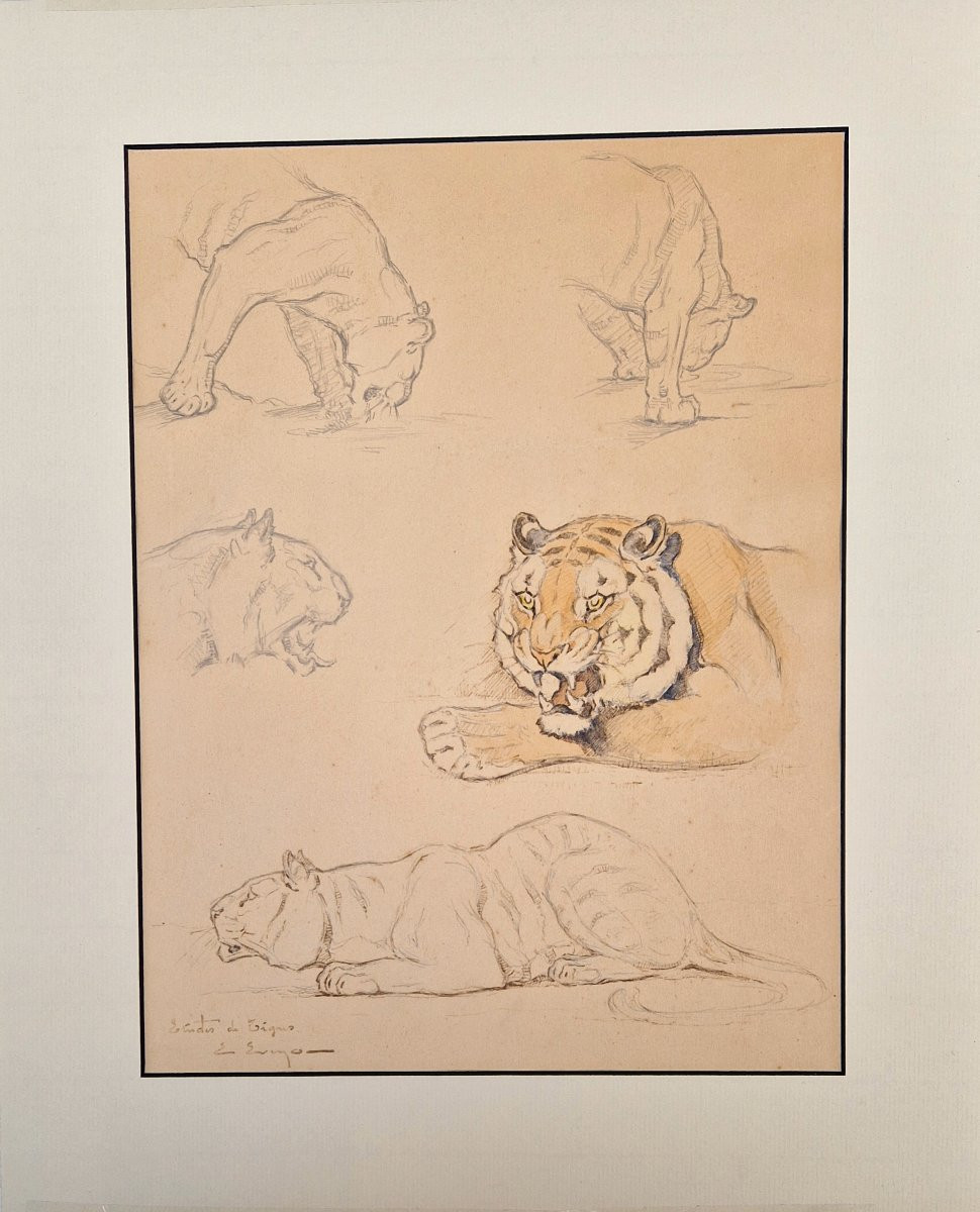 Edouard Eveno 1884-1980 Tiger Studies Pencil, Pen And Watercolour-photo-1