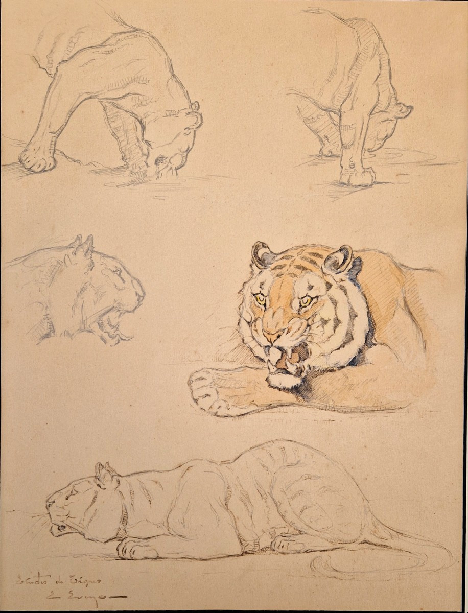 Edouard Eveno 1884-1980 Tiger Studies Pencil, Pen And Watercolour