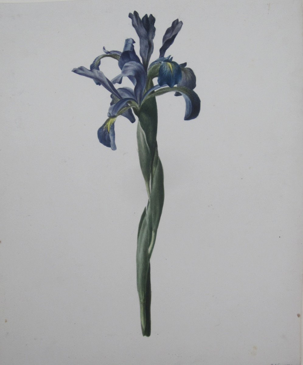 French School Early 19th Century Un Iris