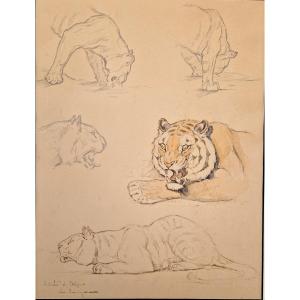 Edouard Eveno 1884-1980 Tiger Studies Pencil, Pen And Watercolour