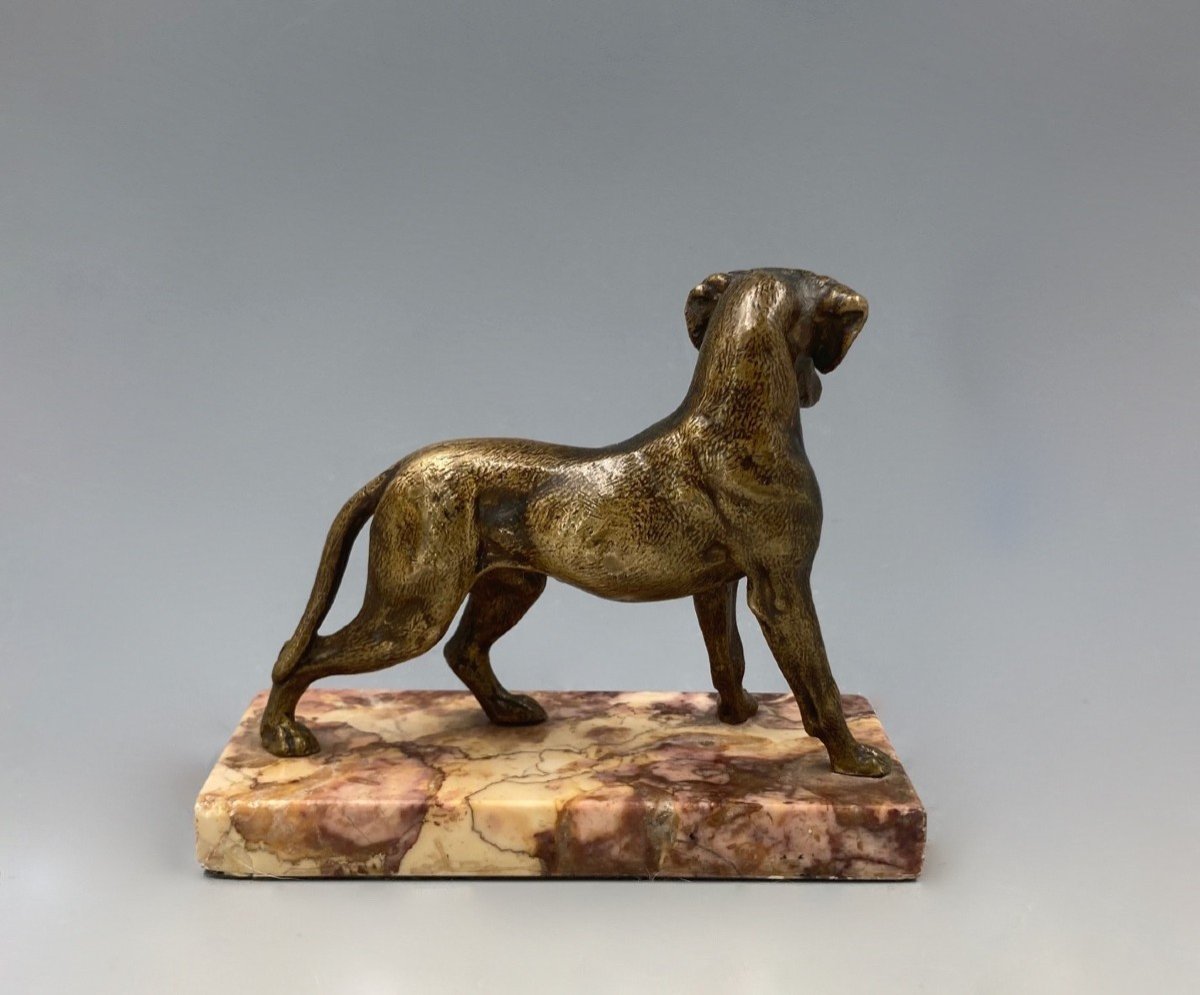 Chien de chasse en bronze, fin du XIXe  - début du XXe siècle-photo-3