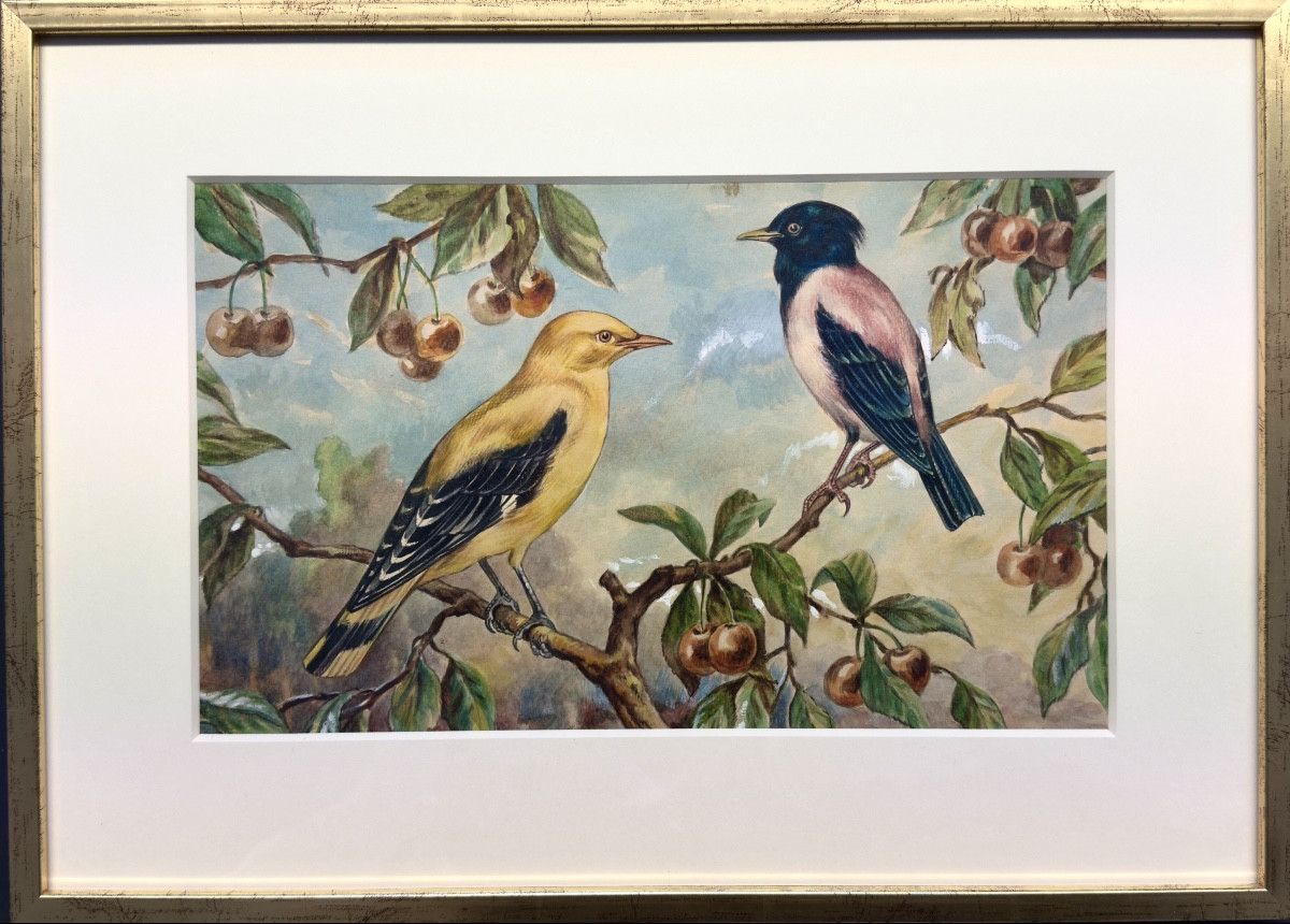 Martin Roselin et Loriot - Aquarelle gouachée de Paul Marcueyz (1877 - 1952)