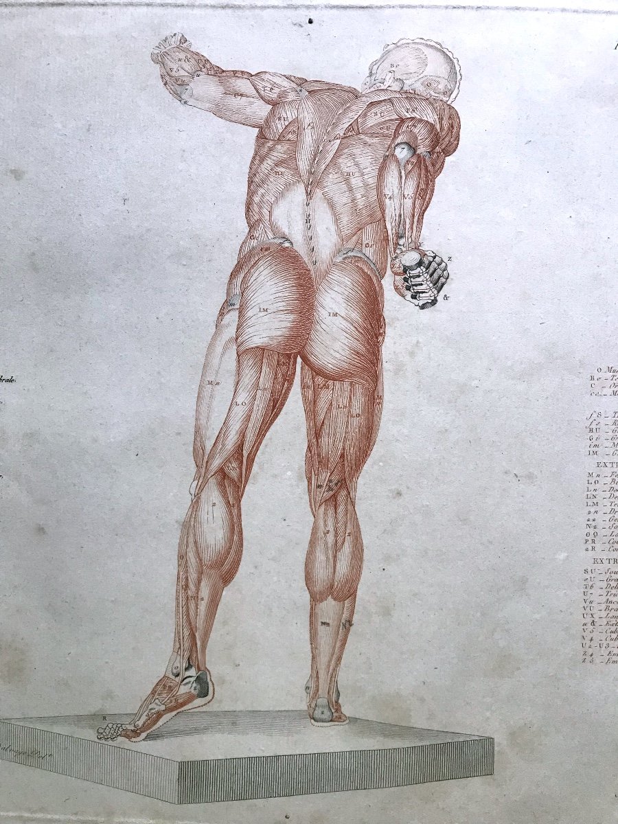 Jean-Galbert Salvage (1770-1813)  Anatomie Du Gladiateur Combattant  XVIII Siècle-photo-2