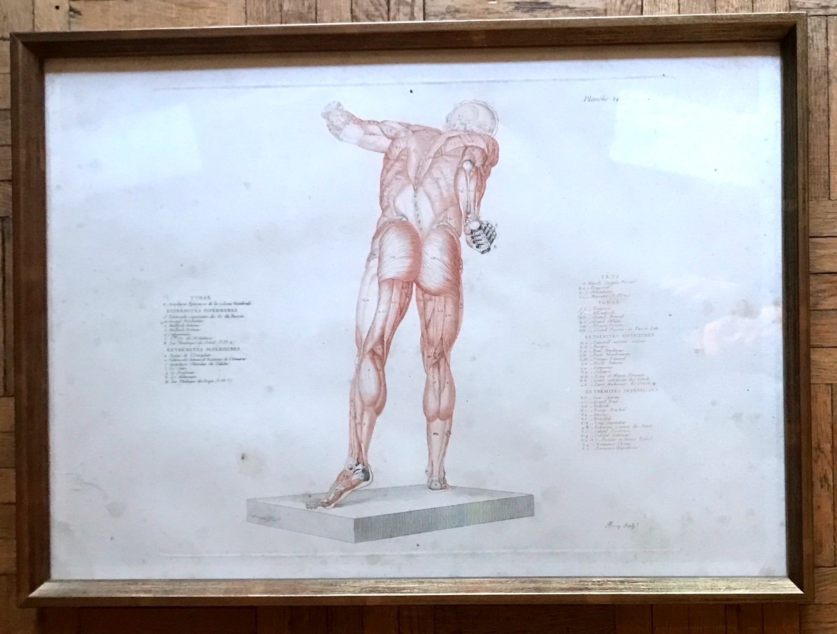 Jean-Galbert Salvage (1770-1813)  Anatomie Du Gladiateur Combattant  XVIII Siècle