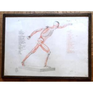 Jean-galbert Salvage (1770-1813)  Anatomie Du Gladiateur Combattant  XVIII Siècle N° 2