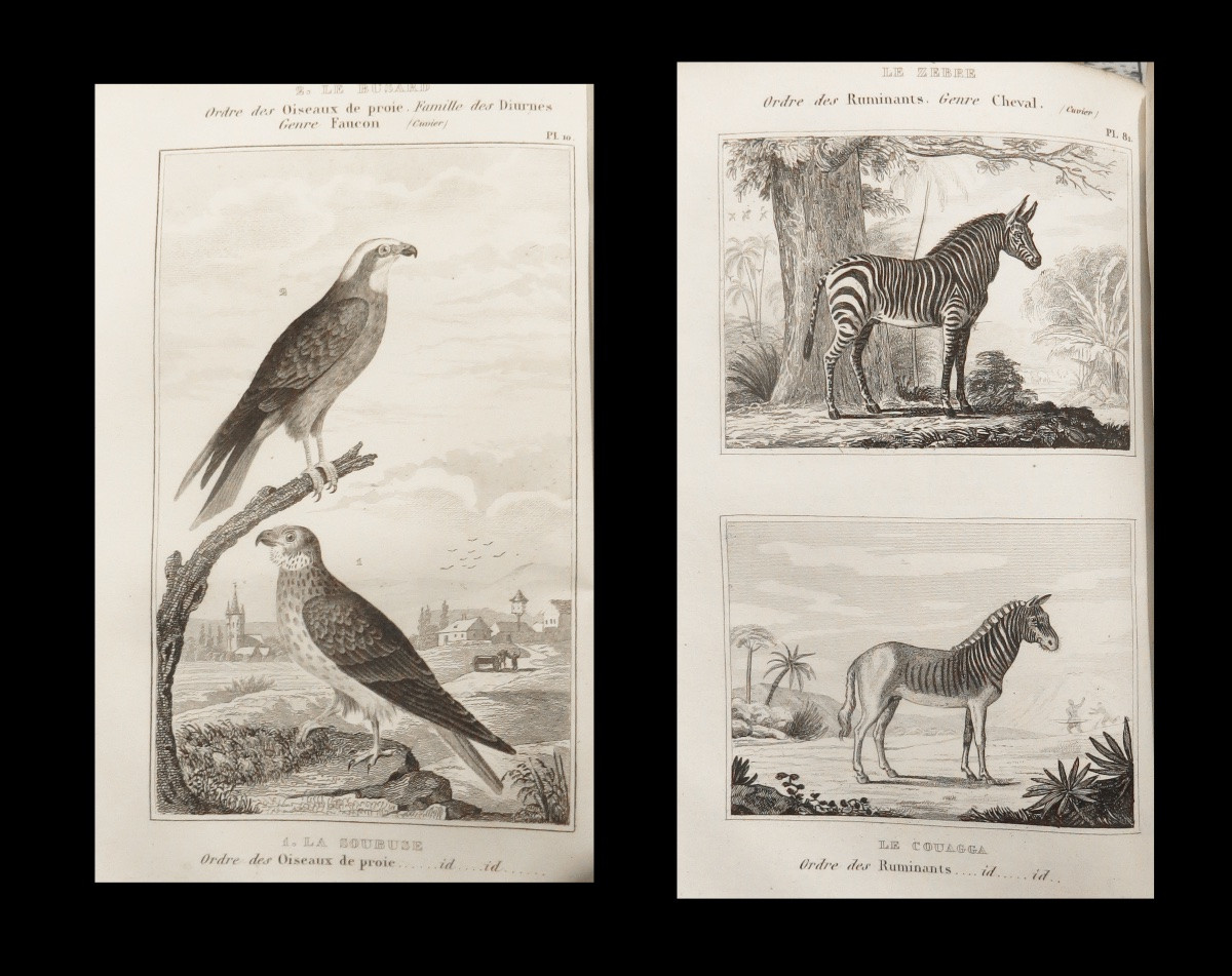 [reliures Zoologie Ornithologie] Buffon - Oeuvres Complètes. Complet. 269 Planches.-photo-3
