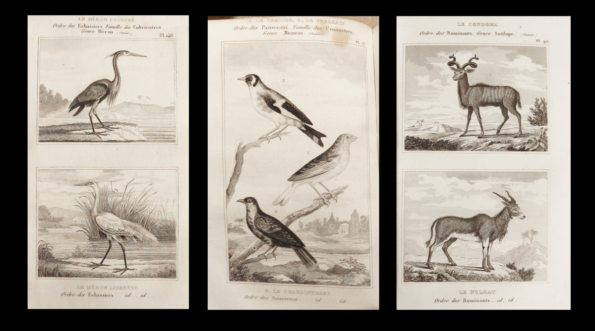 [reliures Zoologie Ornithologie] Buffon - Oeuvres Complètes. Complet. 269 Planches.-photo-2