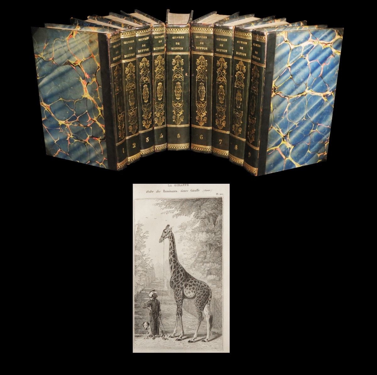 [reliures Zoologie Ornithologie] Buffon - Oeuvres Complètes. Complet. 269 Planches.