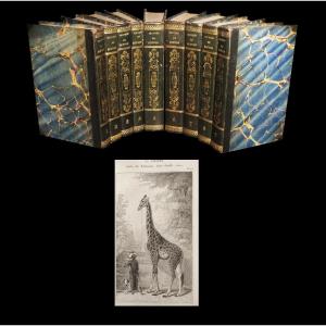 [reliures Zoologie Ornithologie] Buffon - Oeuvres Complètes. Complet. 269 Planches.