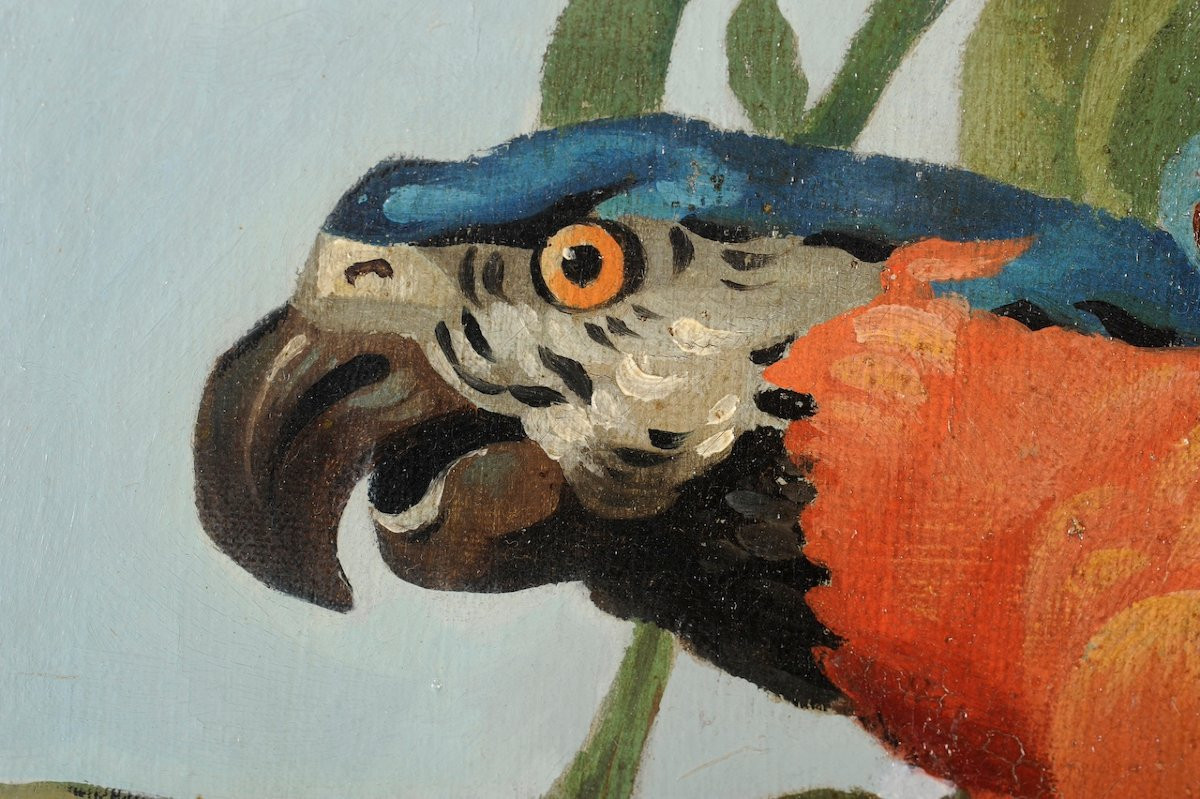 École française du XIXème siècle, suiveur d’Oudry - Ara bleu branché - Huile-photo-4