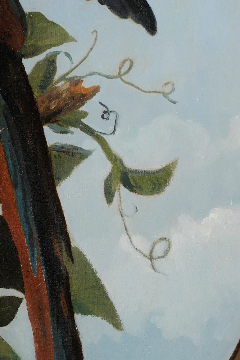 École française du XIXème siècle, suiveur d’Oudry - Ara bleu branché - Huile-photo-1